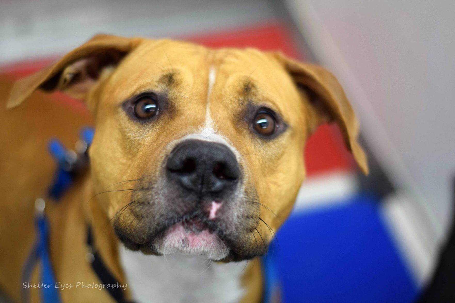 Adopt a friend: Hamilton